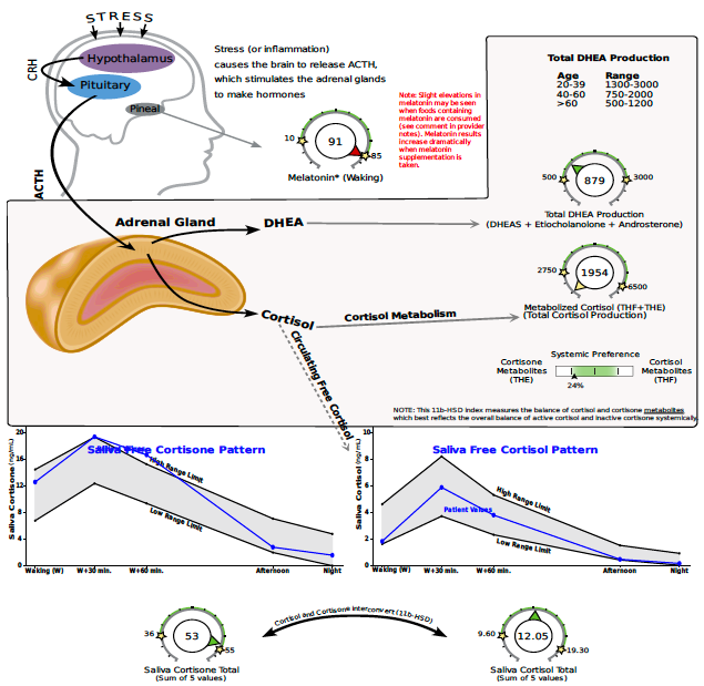 Cortisol-and-weight-gain